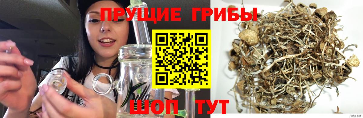 Псилоцибиновые грибы GOLDEN TEACHER Долгопрудный